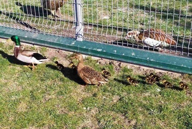 Новини Вінниці - фото з Чергове поповнення у зоопарку. Потомство дали крякви-бігунки Чергове поповнення у зоопарку. Потомство дали крякви-бігунки, фото №1 на сайті 20minut.ua