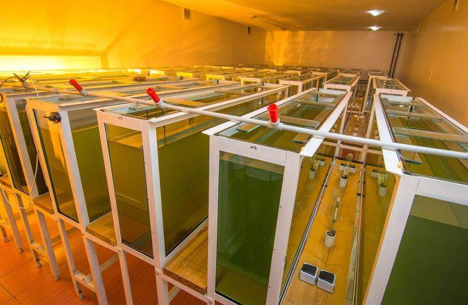 Новини Вінниці - фото з У відстійнику Гайсинського спиртзаводу з’явилася хлорела. Що за експеримент? У відстійнику Гайсинського спиртзаводу з’явилася хлорела. Що за експеримент?, фото №3 на сайті 20minut.ua