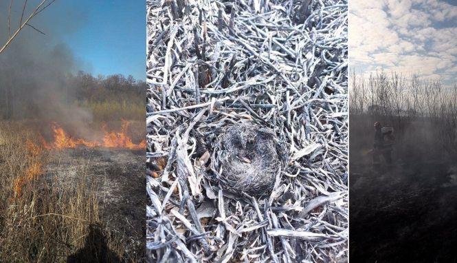 Вогонь випалив вже 855 га землі на Тернопільщині. Паліїв не зупиняють ні стотисячні штрафи, ні тюрма, фото №2 на сайті 20minut.ua