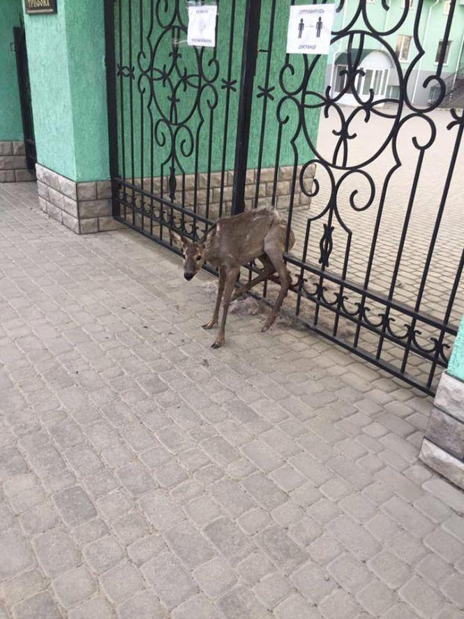 У Вінниці рятувальники звільнили дитинча косулі, яке застрягло у паркані, фото №1 на сайті 20minut.ua