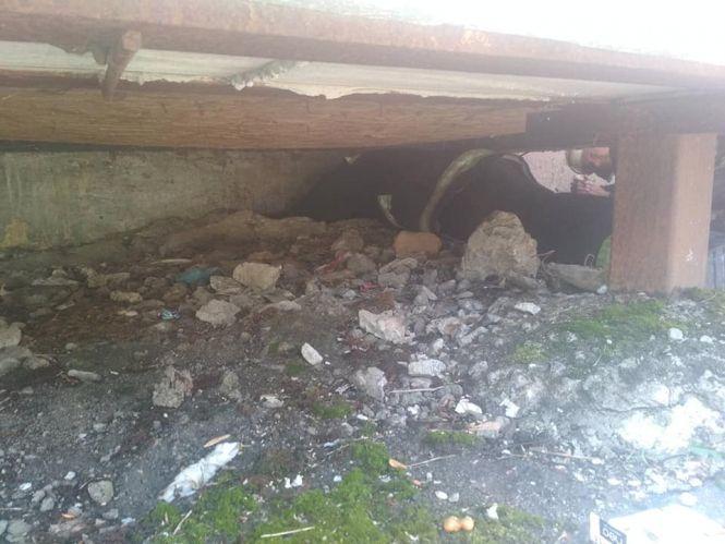 На Баженова врятували цуценя, яке дві доби сиділо у ямі та жалібно скавчало, фото №2 на сайті 20minut.ua