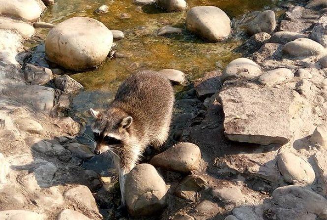 Вінницькі ITшники взяли шефство над родиною єнотів з Подільського зоопарку, фото №2 на сайті 20minut.ua