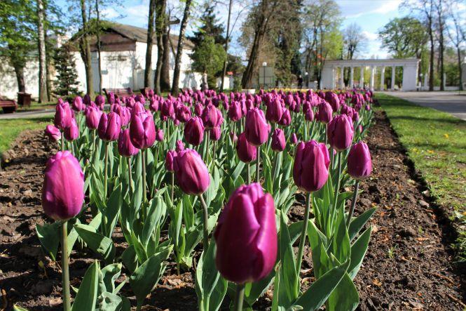 Новини Вінниці - фото з Як змінилося місто під час карантину? Фоторепортаж з вінницьких вулиць Як змінилося місто під час карантину? Фоторепортаж з вінницьких вулиць, фото №16 на сайті 20minut.ua