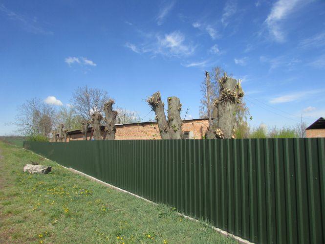 Новини Козятина - фото з Козятин у фото: сміття біля цвинтаря, котик Рудик та кронування дерев Козятин у фото: сміття біля цвинтаря, котик Рудик та кронування дерев, фото №6 на сайті 20minut.ua