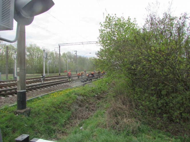 Новини Козятина - фото з Козятин у фото: сміття біля цвинтаря, котик Рудик та кронування дерев Козятин у фото: сміття біля цвинтаря, котик Рудик та кронування дерев, фото №2 на сайті 20minut.ua