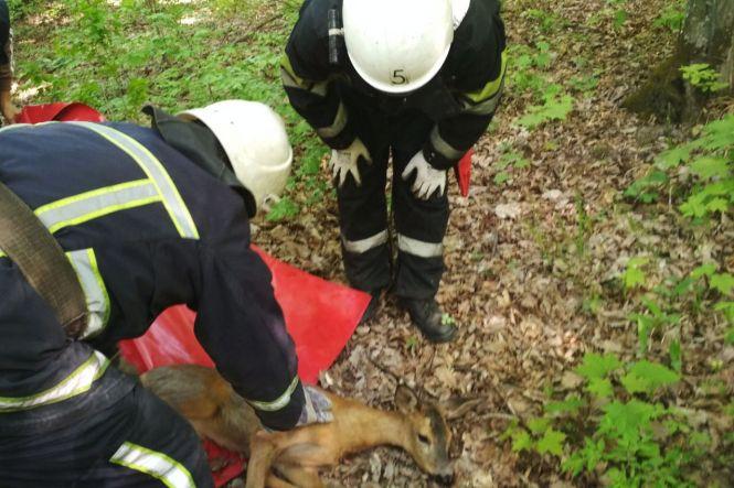 Новини Хмельницького - фото з У Кам’янці серед міста знайшли дику козулю У Кам’янці серед міста знайшли дику козулю, фото №2 на сайті vsim.ua
