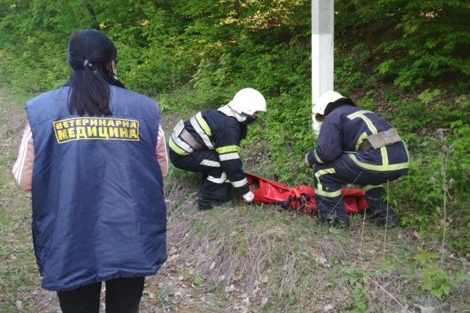 Новини Хмельницького - фото з У Кам’янці серед міста знайшли дику козулю У Кам’янці серед міста знайшли дику козулю, фото №1 на сайті vsim.ua
