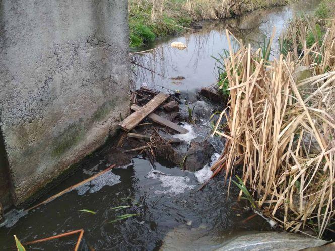 Новини Козятина - фото з Рибу в Іванківцях отруїли з добрих намірів? Рибу в Іванківцях отруїли з добрих намірів?, фото №7 на сайті 20minut.ua