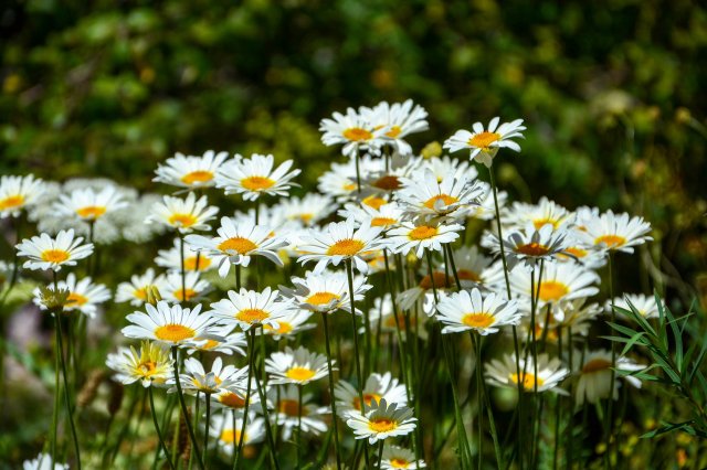 Новини Вінниці - фото з У цей день  заснували компанію Pepsi в США. Історія, заборони і прикмети 3 травня 3 травня 2020 – яке сьогодні свято: традиції, заборони і прикмети - фото 400566