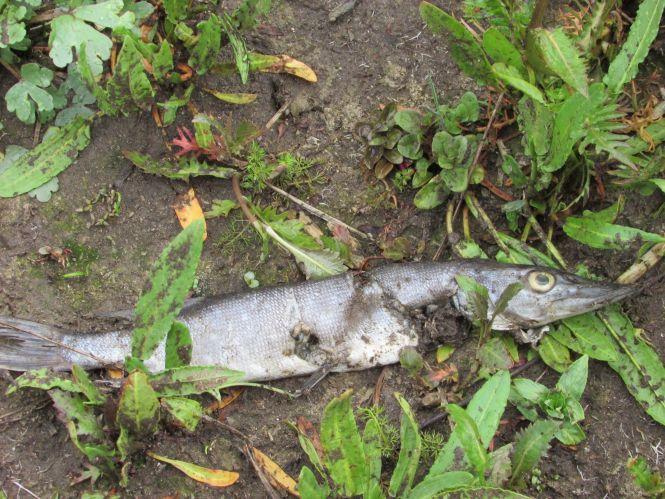 Новини Козятина - фото з Рибу в Іванківцях отруїли з добрих намірів? Рибу в Іванківцях отруїли з добрих намірів?, фото №3 на сайті 20minut.ua
