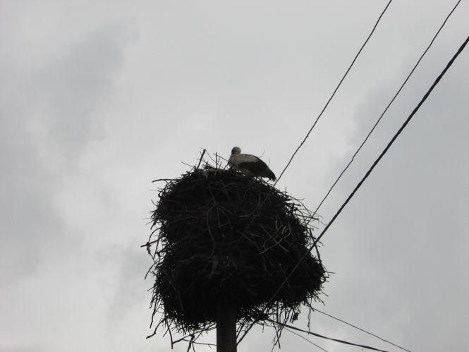 Козятин у фотосвітлинах:  маски носять не всі, лелека-електрик та відкриті люки, фото №2 на сайті 20minut.ua