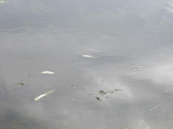 Новини Козятина - фото з Рибу в Іванківцях отруїли з добрих намірів? Рибу в Іванківцях отруїли з добрих намірів?, фото №8 на сайті 20minut.ua