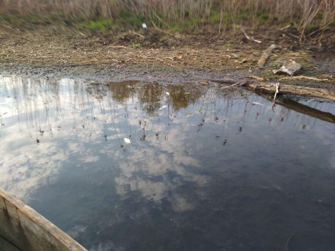 Новини Козятина - фото з Рибу в Іванківцях отруїли з добрих намірів? Рибу в Іванківцях отруїли з добрих намірів?, фото №2 на сайті 20minut.ua