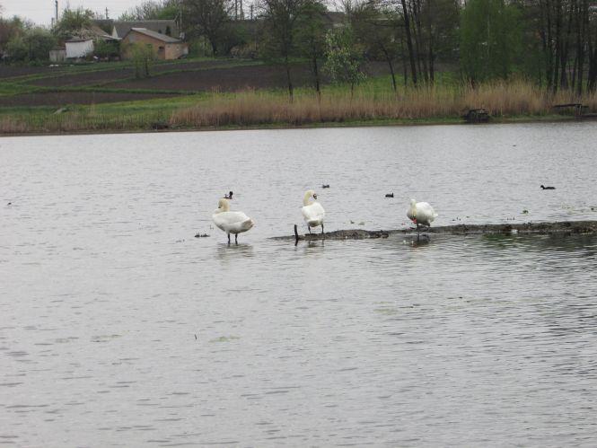 Новини Козятина - фото з Рибу в Іванківцях отруїли з добрих намірів? Рибу в Іванківцях отруїли з добрих намірів?, фото №4 на сайті 20minut.ua
