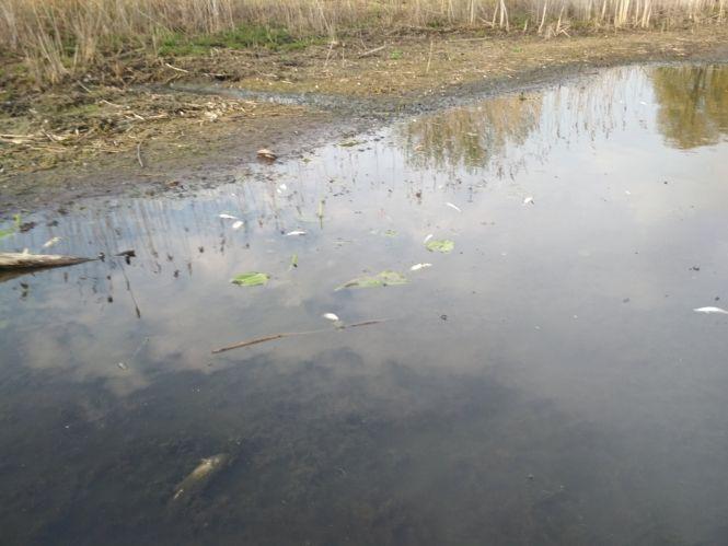 Новини Козятина - фото з Рибу в Іванківцях отруїли з добрих намірів? Рибу в Іванківцях отруїли з добрих намірів?, фото №5 на сайті 20minut.ua