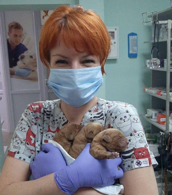 Новини Хмельницького - фото з Як вберегти чотирилапого улюбленця від кліщів: поради фахівця Як вберегти чотирилапого улюбленця від кліщів: поради фахівця, фото №1 на сайті vsim.ua