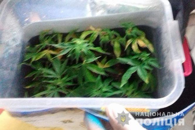 Новини Тернополя - фото з На Тернопільщині чоловік влаштував у гаражі конопляну теплицю (ФОТО) На Тернопільщині чоловік влаштував у гаражі конопляну теплицю (ФОТО), фото №1 на сайті 20minut.ua