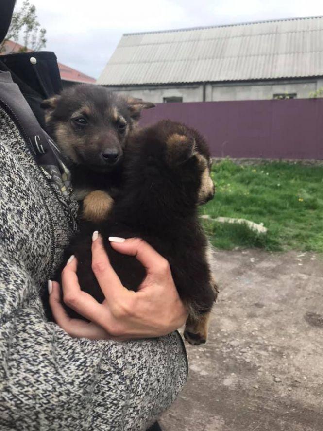 Новини Козятина - фото з «Маленьких дівчаток вивезли в район «базарчику»: собачкам шукають господарів «Маленьких дівчаток вивезли в район «базарчику»: собачкам шукають господарів, фото №1 на сайті 20minut.ua