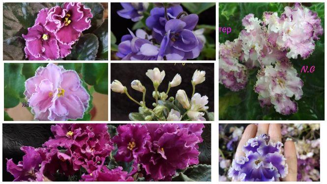 Новини Тернополя - фото з Тернополянка виростила понад 300 видів фіалок та поділилась секретами квітів