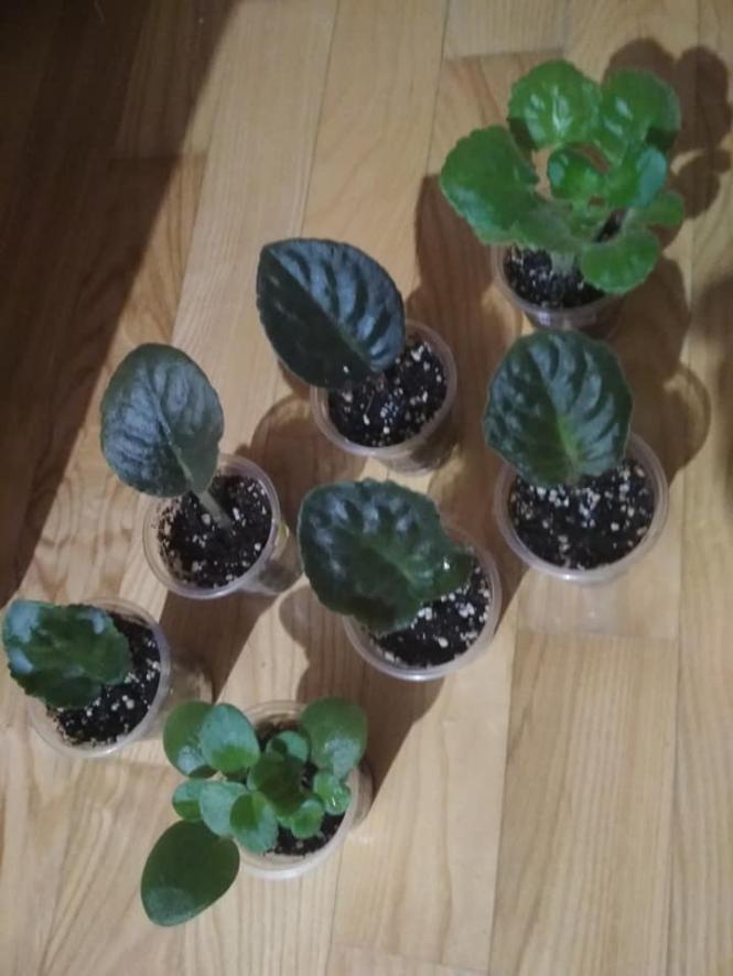 Новини Тернополя - фото з Тернополянка виростила понад 300 видів фіалок та поділилась секретами квітів Світлина від Наталії Гевко-Буняк.