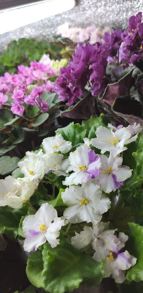 Новини Тернополя - фото з Тернополянка виростила понад 300 видів фіалок та поділилась секретами квітів Світлина від Наталії Гевко-Буняк.