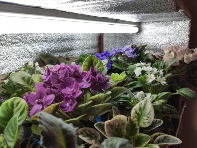 Новини Тернополя - фото з Тернополянка виростила понад 300 видів фіалок та поділилась секретами квітів Світлина від Наталії Гевко-Буняк.