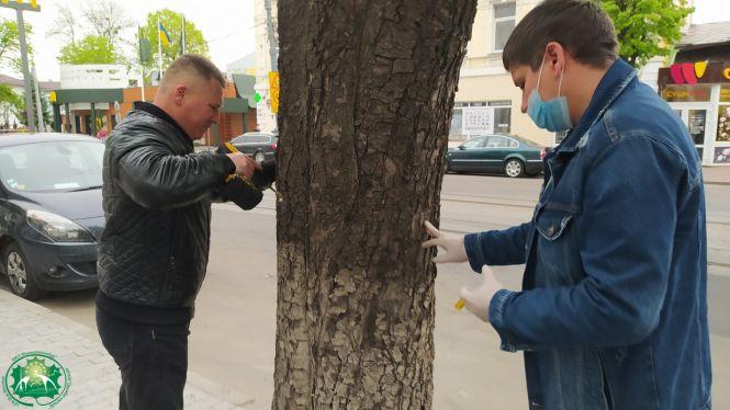 Зачем в Виннице каштанам уколы делают (Фото)