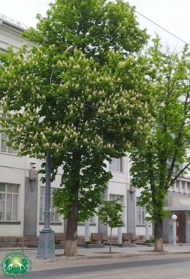 Зачем в Виннице каштанам уколы делают (Фото)