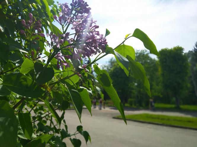 Тернопіль "тоне" у квітах та зелені. Як усі насолоджуються весною: ФОТОРЕПОРТАЖ, фото №2 на сайті 20minut.ua