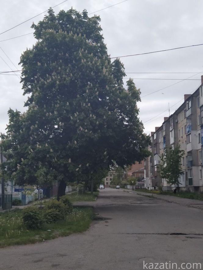 Фото дня: Козятин квітне бузком та каштанами, фото №4 на сайті 20minut.ua