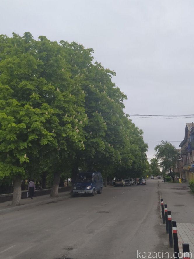 Фото дня: Козятин квітне бузком та каштанами, фото №5 на сайті 20minut.ua