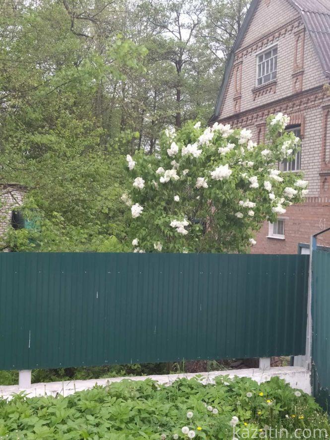 Фото дня: Козятин квітне бузком та каштанами, фото №8 на сайті 20minut.ua