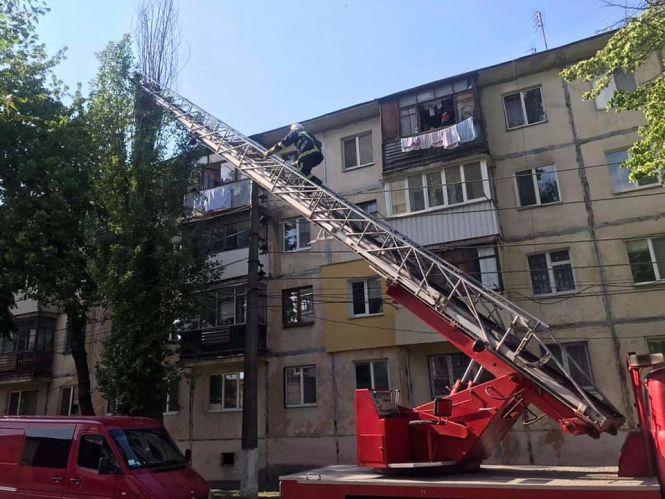 На Грибоєдова рятувальники з дерева зняли двох кошенят, які три дні просили про допомогу, фото №1 на сайті 20minut.ua