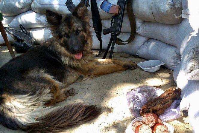 Новини Вінниці - фото з Гвардієць з Калинівки врятував на Донбасі вівчарку, поранену гранатою Гвардієць з Калинівки врятував на Донбасі вівчарку, поранену гранатою, фото №1 на сайті 20minut.ua