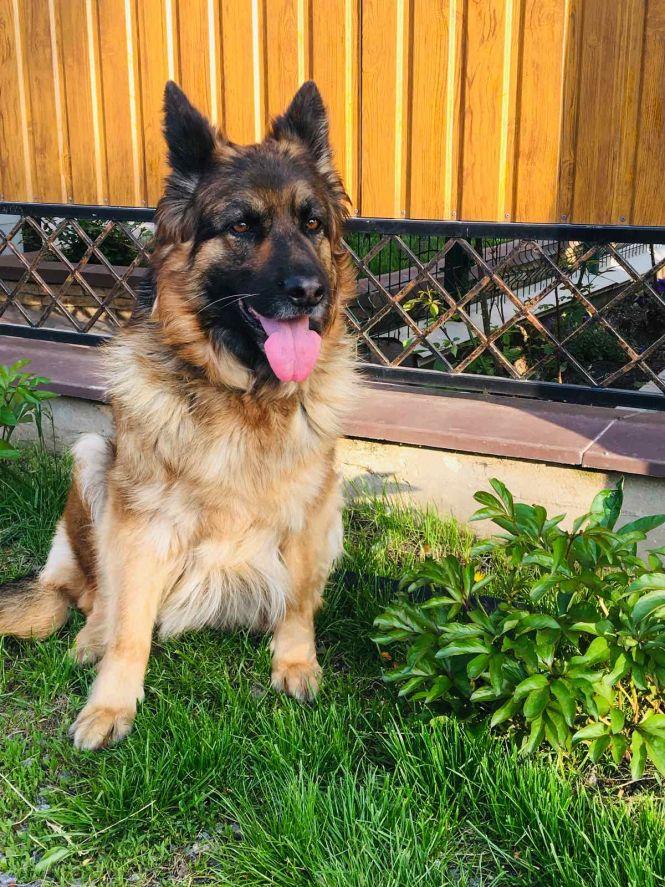 Новини Вінниці - фото з Гвардієць з Калинівки врятував на Донбасі вівчарку, поранену гранатою Гвардієць з Калинівки врятував на Донбасі вівчарку, поранену гранатою, фото №2 на сайті 20minut.ua