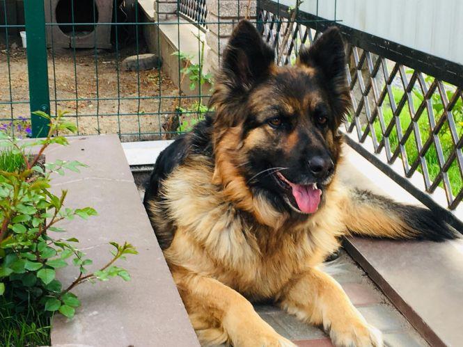 Новини Вінниці - фото з Гвардієць з Калинівки врятував на Донбасі вівчарку, поранену гранатою Гвардієць з Калинівки врятував на Донбасі вівчарку, поранену гранатою, фото №3 на сайті 20minut.ua