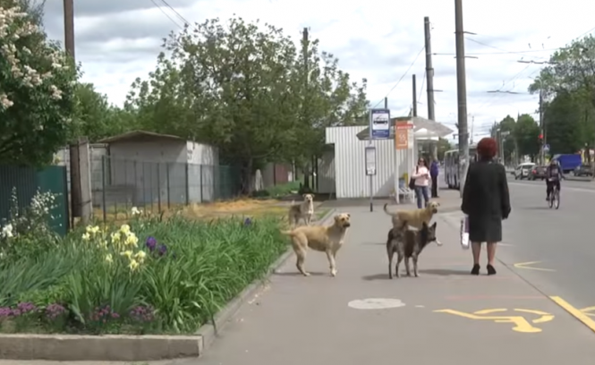 Новини Вінниці - фото з «Люди не завжди дякують, а собаки завжди»: вінничанка підгодовує безпритульних псів «Люди не завжди дякують, а собаки завжди»: вінничанка підгодовує безпритульних псів, фото №1 на сайті 20minut.ua