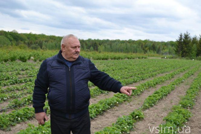 Сезонний збір ягід: що пропонують за кордоном, в Україні та на Хмельниччині, фото №1 на сайті vsim.ua
