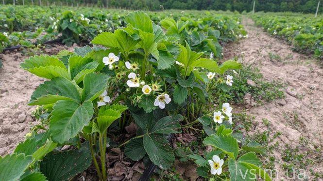 Сезонний збір ягід: що пропонують за кордоном, в Україні та на Хмельниччині, фото №2 на сайті vsim.ua