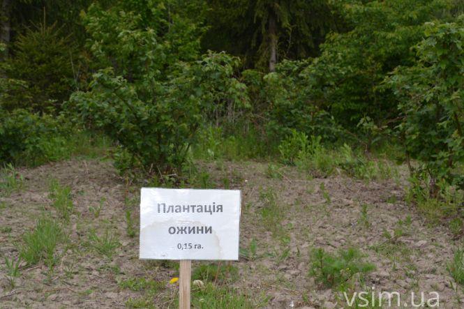 В лісгоспі на Хмельниччині створили власний бренд та вирощують екопродукцію, фото №11 на сайті vsim.ua