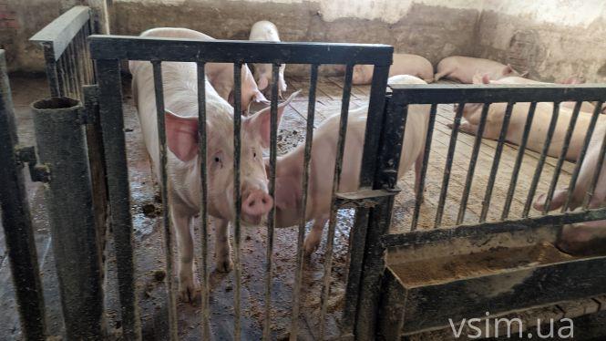 В лісгоспі на Хмельниччині створили власний бренд та вирощують екопродукцію, фото №19 на сайті vsim.ua