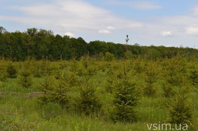 В лісгоспі на Хмельниччині створили власний бренд та вирощують екопродукцію, фото №10 на сайті vsim.ua