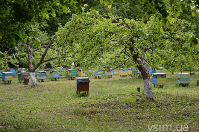 В лісгоспі на Хмельниччині створили власний бренд та вирощують екопродукцію, фото №8 на сайті vsim.ua