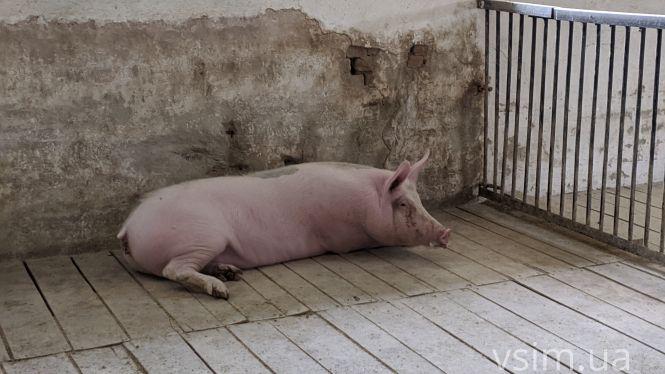 В лісгоспі на Хмельниччині створили власний бренд та вирощують екопродукцію, фото №20 на сайті vsim.ua