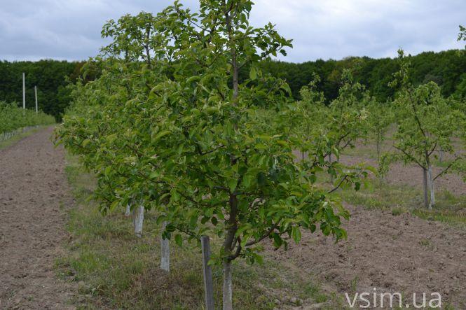 В лісгоспі на Хмельниччині створили власний бренд та вирощують екопродукцію, фото №13 на сайті vsim.ua