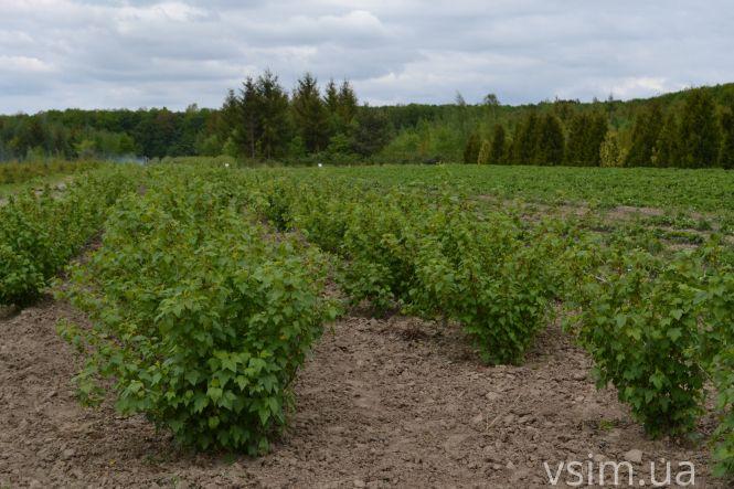 В лісгоспі на Хмельниччині створили власний бренд та вирощують екопродукцію, фото №9 на сайті vsim.ua
