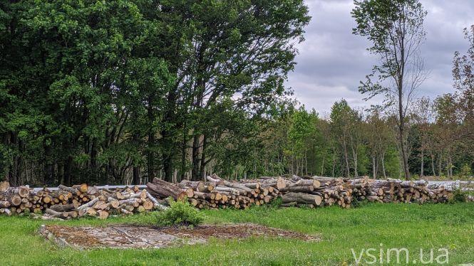 В лісгоспі на Хмельниччині створили власний бренд та вирощують екопродукцію, фото №17 на сайті vsim.ua