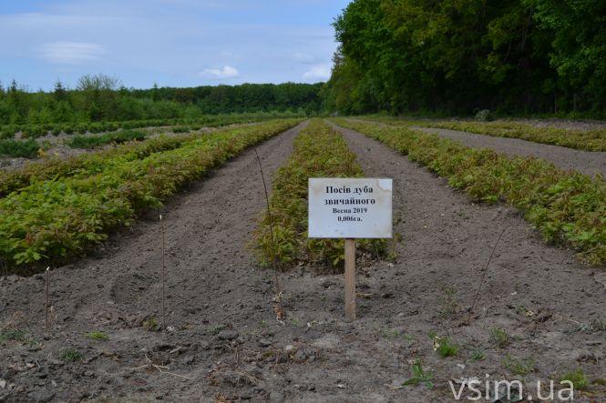 В лісгоспі на Хмельниччині створили власний бренд та вирощують екопродукцію, фото №4 на сайті vsim.ua