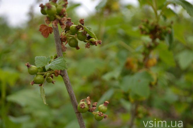 В лісгоспі на Хмельниччині створили власний бренд та вирощують екопродукцію, фото №14 на сайті vsim.ua