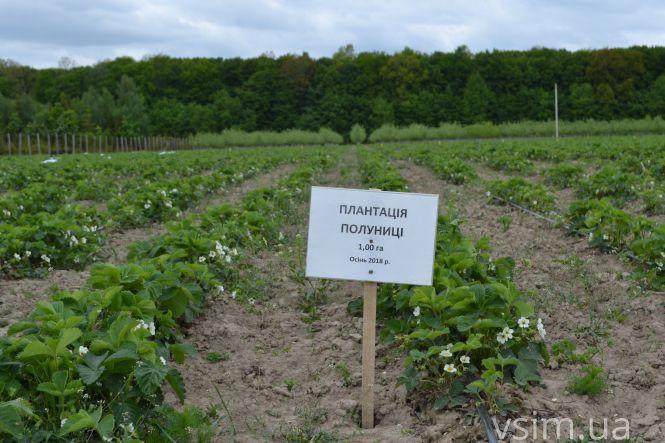 В лісгоспі на Хмельниччині створили власний бренд та вирощують екопродукцію, фото №12 на сайті vsim.ua